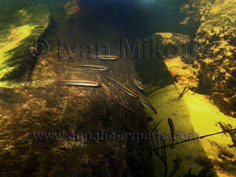 pike cichlid
